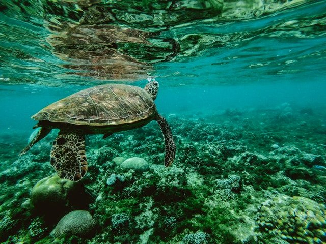 Turtle underwater