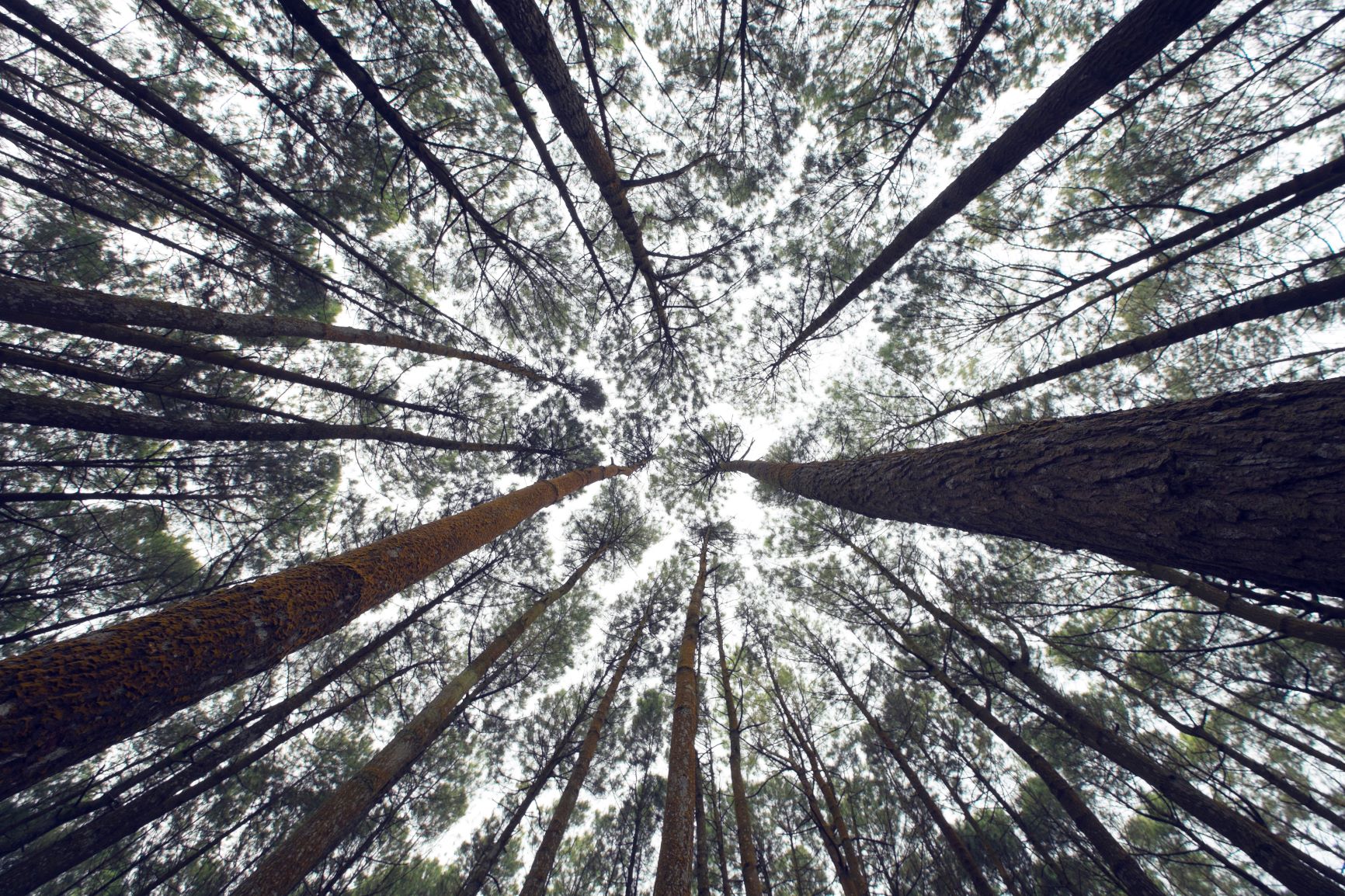 Canva - Trees in the forest.jpg